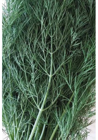 Dereotu Tohumu 10 Gr Derebey