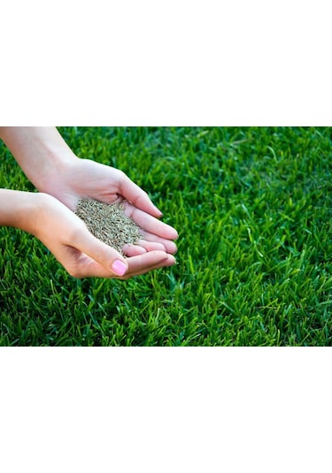 GRass Mixture Galaxy 6 Karışımlı İthal Çim Tohumu 5 KG