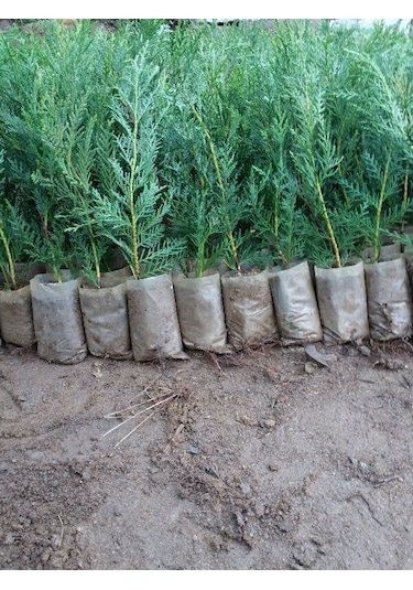 Üreticiden 40 Adet Tüplü Leylandi Fidanı çit Çamı 15-30 Cm.