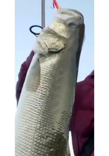 Sardin2 29gr - Sahte Yem Kaşık Rapala - Levrek, Palamut, Lüfer, Ç