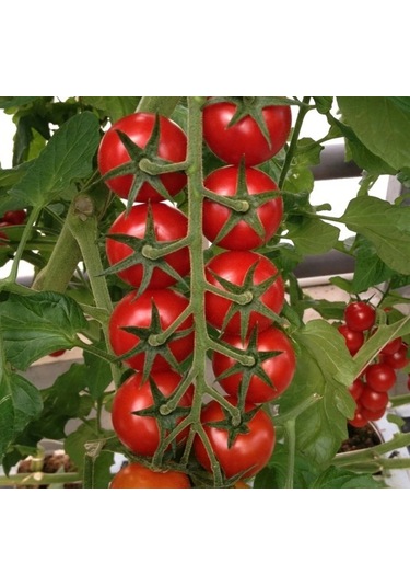 Bykurt Sunagri Salkım Domates Tohumu - Lezzetli, Minik Boy, Kahvaltı Ve Salatalar İçin