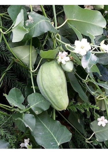 Ağaç Bamyası Araujia Sericifera Fidesi 90-140 Cm