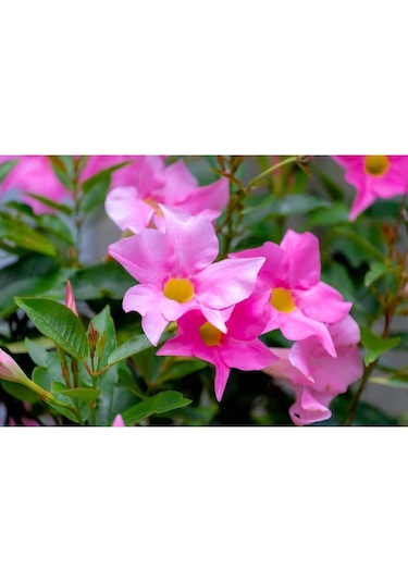 Mandevilla Çiçeği Sundavilla Mandavilla Pembe 50-70 Cm Saksıda
