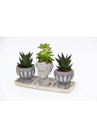 Trio Helen Gri Sukulent Seti - Haworthia Limifolia. Echeveria