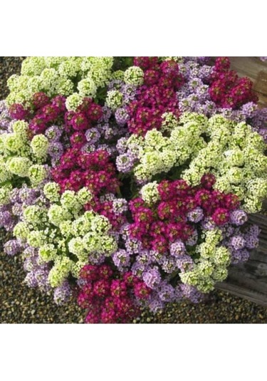 10 Adet Tohum Kraliyet Halısı Tohumu Alyssum Flower Tohumu