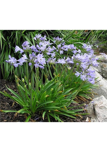 Rüzgarbotanik  Afrika Zambağı Fidanı