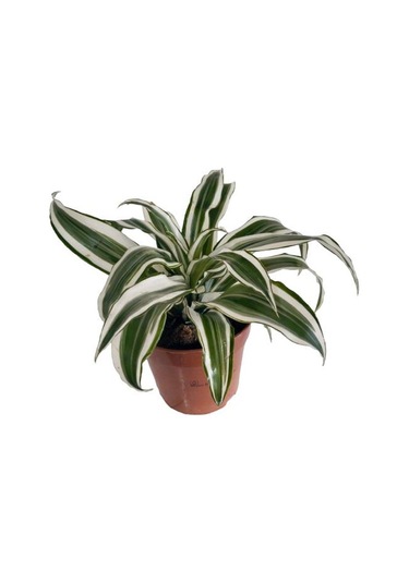 Dracaena Deremensis