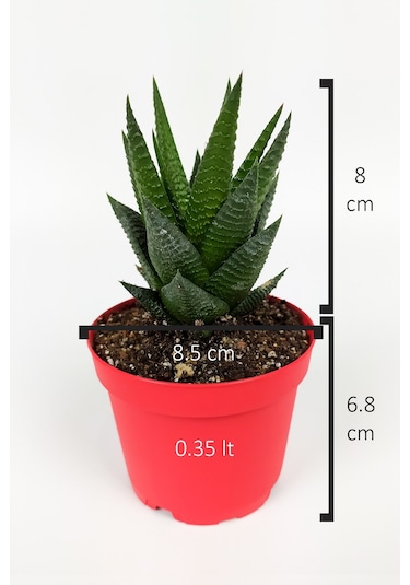 Haworthia Limifolia Sukulent 8.5 Cm Kırmızı Saksıda Büyük Boy