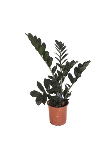 Zamioculcas Raven (Zeze Çiçeği) 12 CM Y35-40 CM