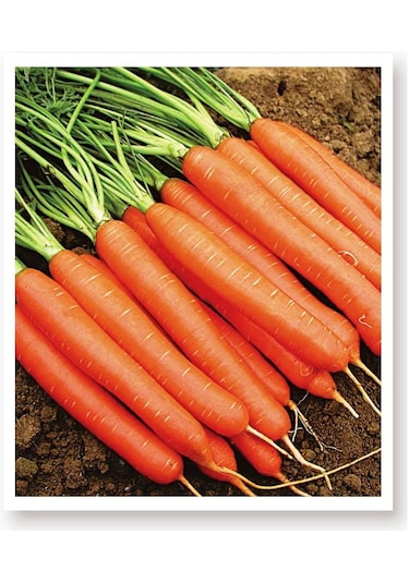 Ata Tohumu Yerli Doğal Havuç Tohumu 1000 Atet Tohum