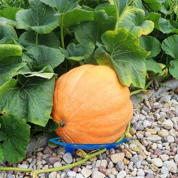 Chuangyinshop Dayanıklı Mavi Plastik Karpuz Kabak Askısı Paslanmaz Meyve Destek Seti