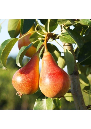 Tüplü, Aşılı, June Gold / Haziran Altını Armut Fidanı