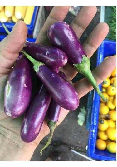 Nadir Thailand Mini Kemer Patlıcan Tohumu Ekim Seti 5 Tohum +Saks