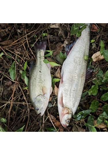 Fochsia Geylol 4 Adet Smng 12cm 38g Dalgıç Yüzey Yemleri Tatlı Ve Tuzlu Su İçin