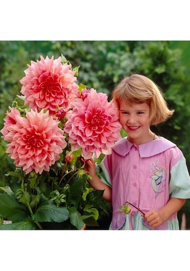 Dev Çiçekli Otto'S Thrill Dahlia Yıldız Çiçeği Soğanı Yumrusu 1