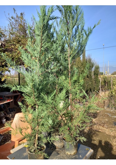 Leylandi, Çit Çamı 100-130 Cm. Boyunda, 2 Litre Saksıda