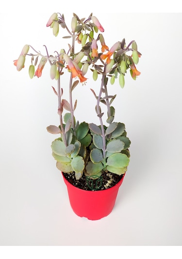 Bryophyllum Fedtschenkoi Kalanchoe Sukulent Lavanta Tarakları 8.5