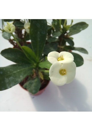 Euphorbia Milii Sarı Dikenler Tacı Çiçeği