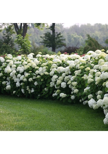 Çınar Kartopu Çiçeği Viburnum Opulus