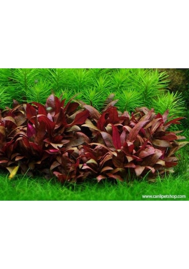 Alternanthera Reineckii 10 Adet