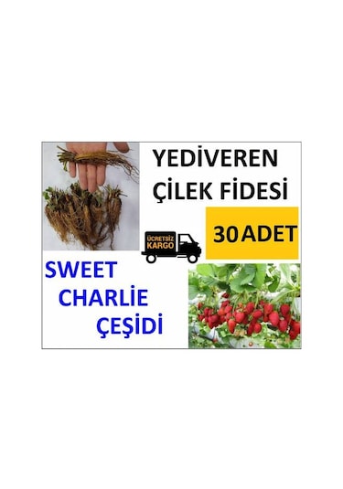 30 Adet Çilek Fidesi Yediveren Swett Çarli 12 Ay Dikim