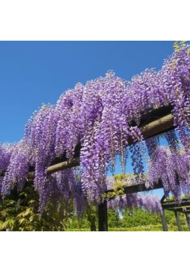 Mor Salkım Fidanı 2 yaş