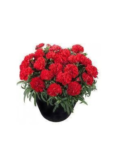 20 Adet Tohum Kırmızı Karanfil Çiçeği Tohumu