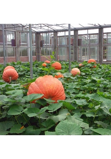 Dev Amerikan Balkabağı Tohumu