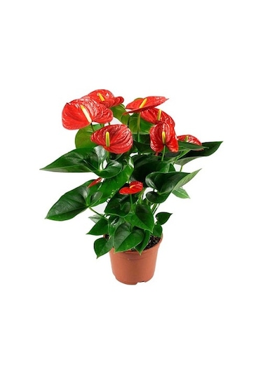 Antoryum Çiçeği 5691