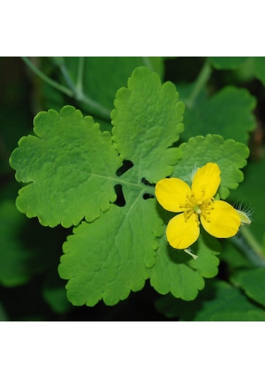 Tüplü Doğal Kırlangıç Otu Tohumu (50 Tohum)