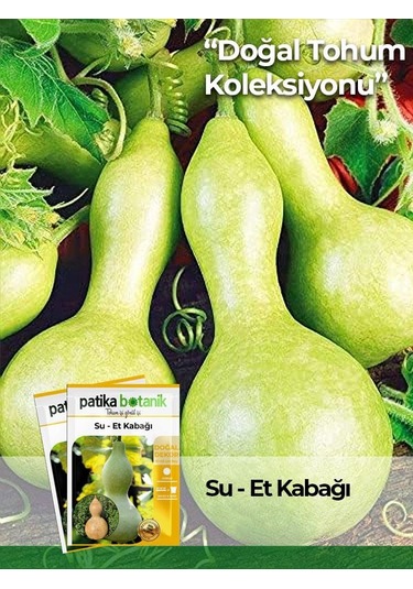 5 Adet Su - Et Kabağı Lagenaria Siceraria Tohumu