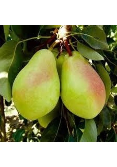 Tüplü Santa Maria Armut  Fidanı