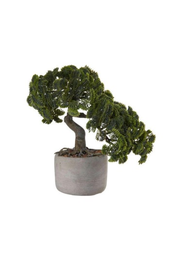 Nadit Ithal Bodur Supressus Bonzai Ağacı Tohumu Ekim Seti 5 Tohum Saksı Toprak Kombin