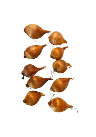 10 (ON) ADET İTHAL İRİS ÇİÇEĞİ SOĞANI MOR RENK (PURPLE SENSATİON)