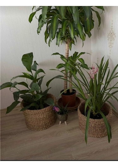 Doğal Çam Ahşap Saksı Altlığı Damacana Altlığı