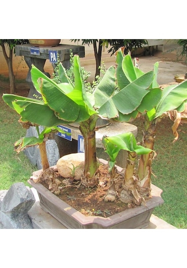 Muz Bonzai Tohumu Saksı Toprak Seti Banana Bonsai