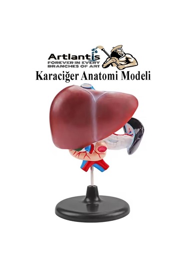 Karaciğer Anatomi Modeli 1 Adet Karaciğer Pankreas Ve Oniki Parmak Bağırsağı Maketi Anatomik Model Deney Bilim Tıbbi Model