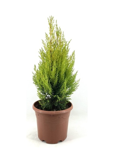 Videolu Ithal Limoni Servi Fidanı 3 Adet 30-50cm Saksılı/ Tüplü Cupressus Macrocarpa