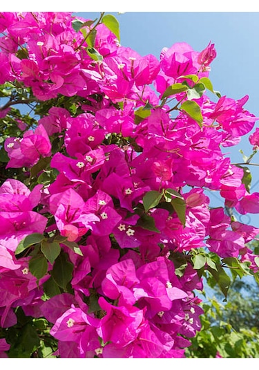 Pembe Renkli 1 Adet Çiçekli Bodur Begonvil Çiçeği Bougainvillea