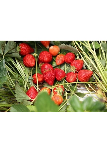 Arzuman Çilek Tohumu 100 Adet