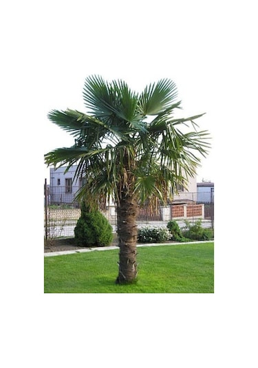 Telli Palmiye Tohumu - Trachycarpus Fortunei 10 Adet Tohum