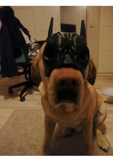 Köpekler İçin Batman Maskesi