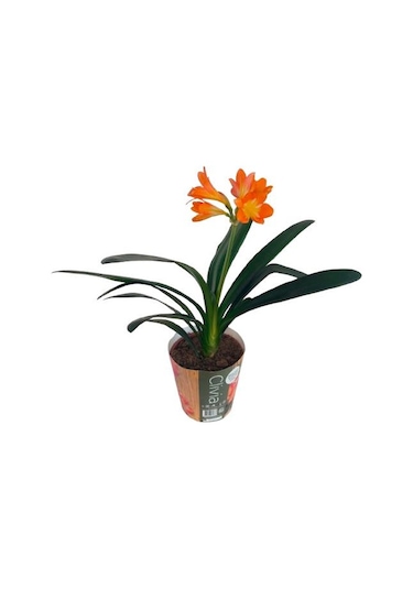 Clivia Miniata Klivya Çiçeği Çiçeksiz