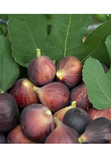 Dürdane Bursa Siyah İncir Fidanı