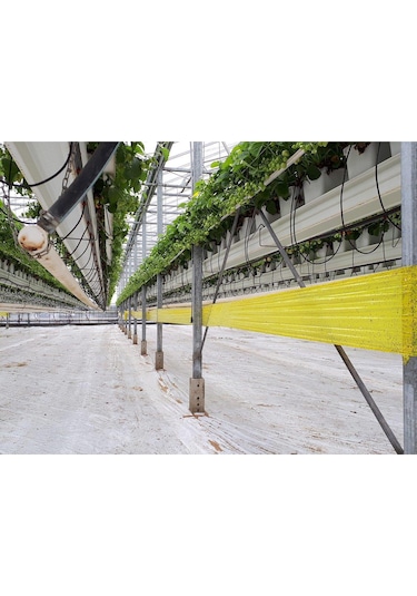 Roll Trap Sarı Rulo Yapışkanlı Si Nek Tuzağı 15 Cm X 50 M