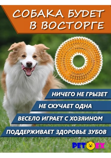 Pet-ex Küçük Köpekler İçin 10 Cm'lik Zangırtılı Ve Dikenli Köpek Tasması 241229175