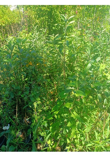 Yeşil Deniz Fidancılık Tüplü Fuji Elma Fidanı 100-150 Cm