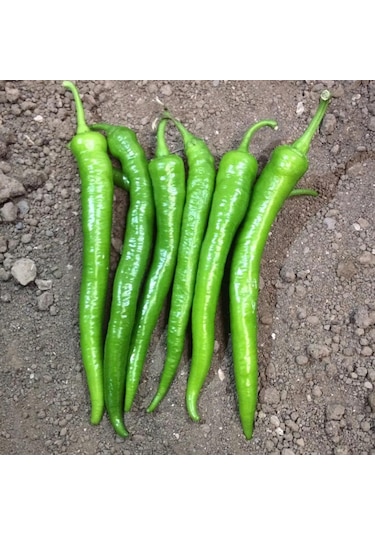 5 Adet Demre Sivri Biber Fidesi