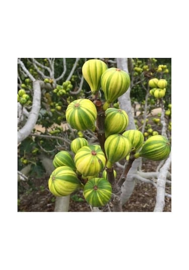 Çilek Aromalı Sarı-yeşil Çizgili İncir Fidanı 2-3 Yaşında Saksı