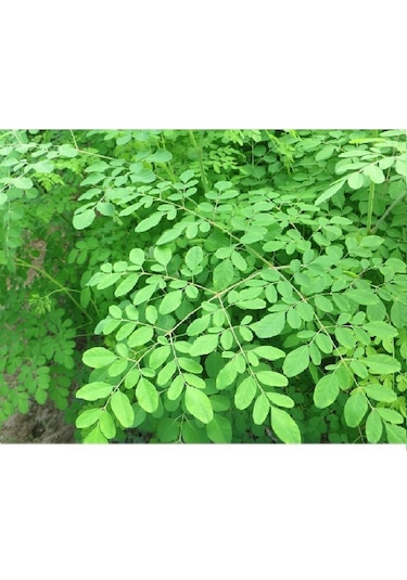 Lokman Aktar Sinameki 1 KG